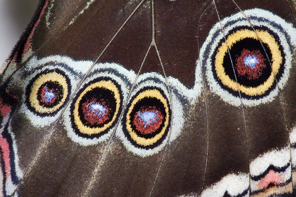 Detail of Blue Morpho Butterfly, Costa Rica by Corbis