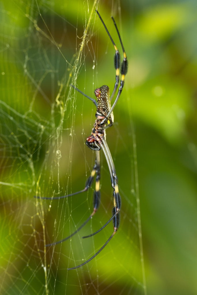 Detail of Golden Orb Weaver Spider, Costa Rica by Corbis