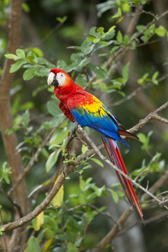 Detail of Scarlet Macaw, Costa Rica by Corbis