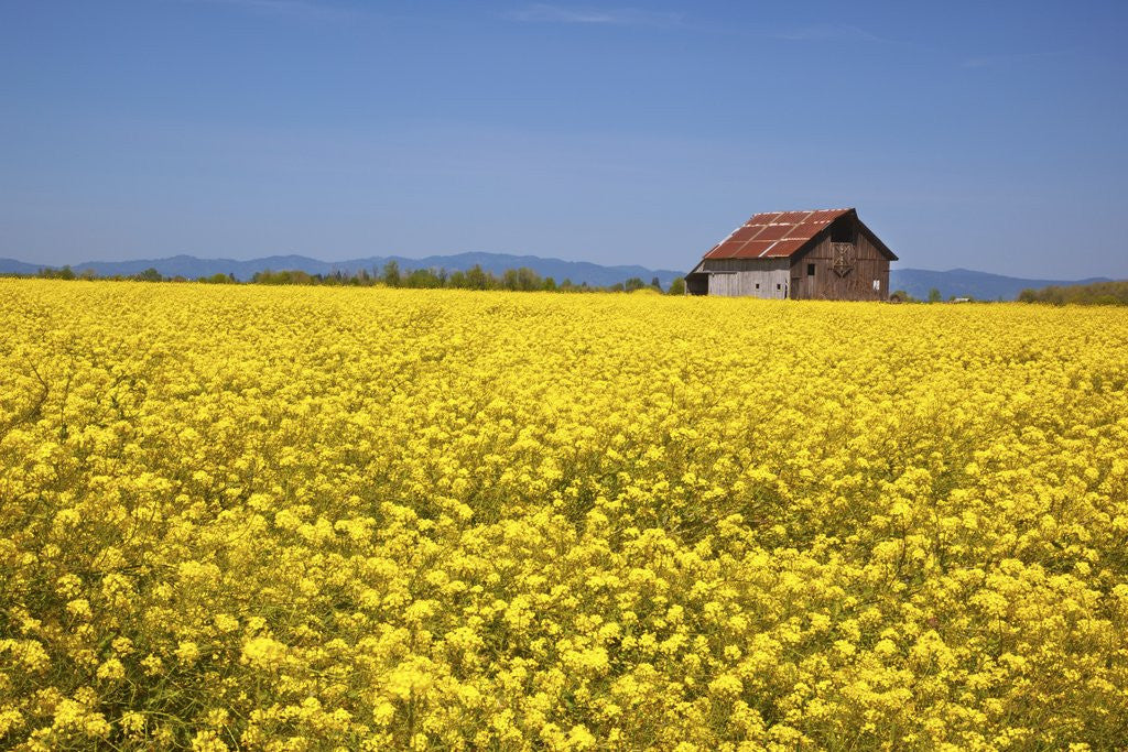 Detail of srpring musterd field, Willamitte Valley, Oregon. by Corbis