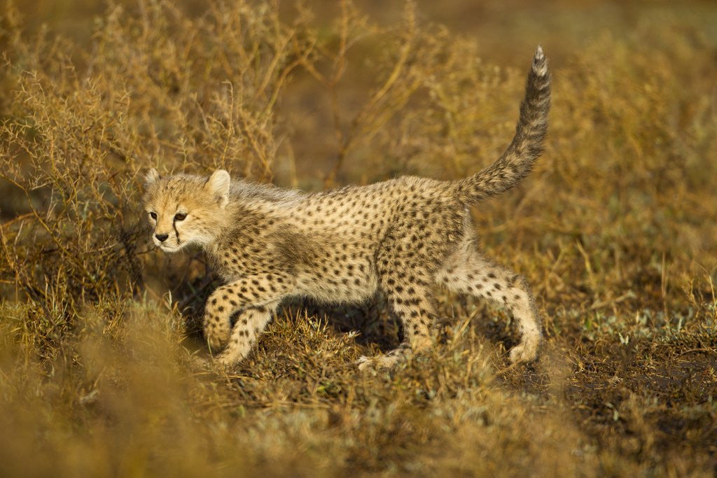 Detail of Playing Cheetah cub by Corbis