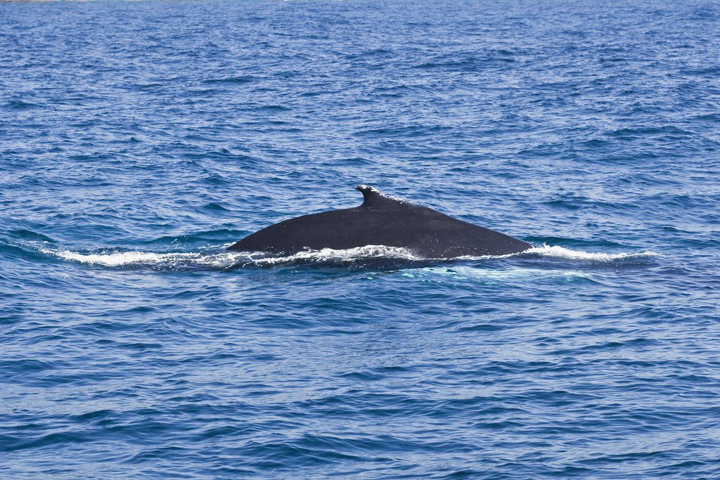 Detail of Humpback-whale, Dominican Republic by Corbis