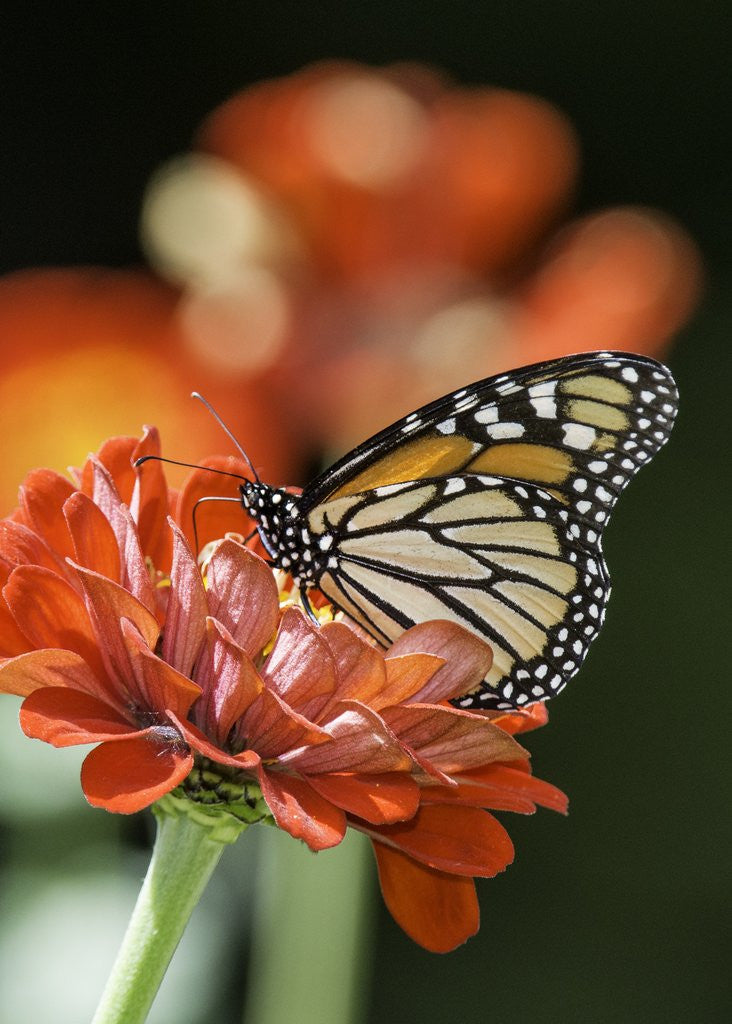 Detail of Monark Butterfly by Corbis