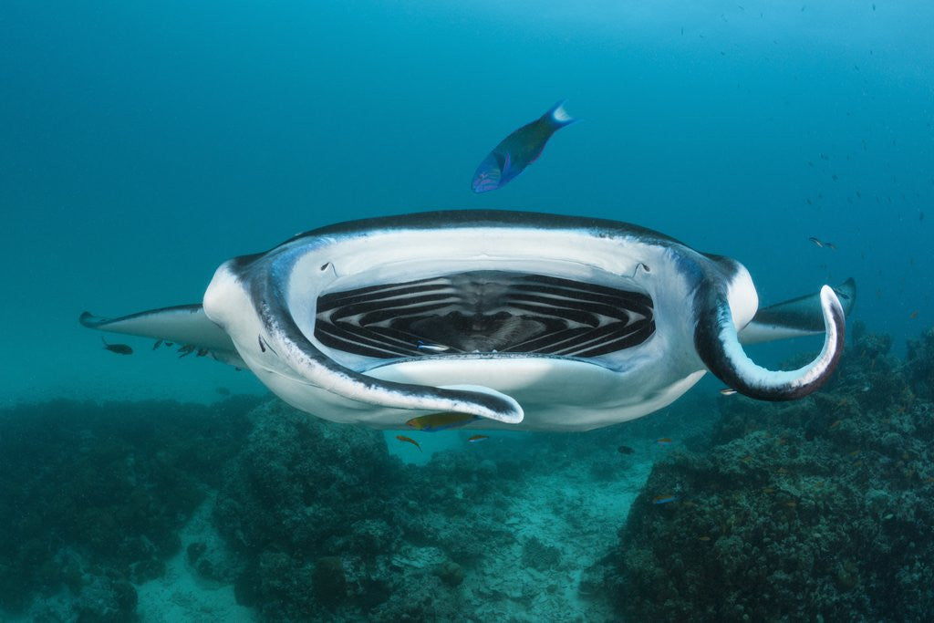 Detail of Manta Ray filter feeding over a Cleaning Station by Corbis