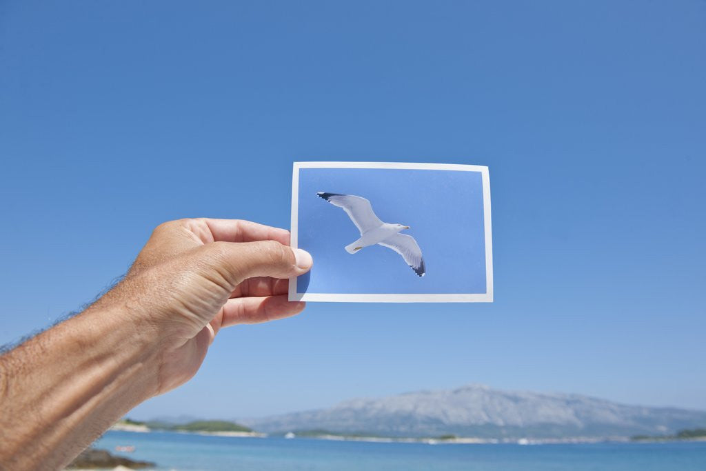 Detail of Hand holding photograph depicting seagull, Lumbarda, Korcula island, Croatia by Corbis