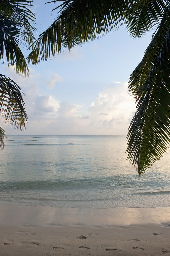 Detail of Landscape with palm leaves and beach at sunset, Grand Anse, Praslin Island, Seychelles by Corbis