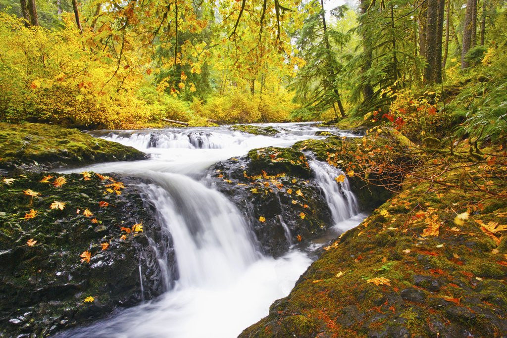 Detail of fall colors add beauty to Silver Falls River, Silver Falls State Park, Oregon, Pacific Northwest by Corbis