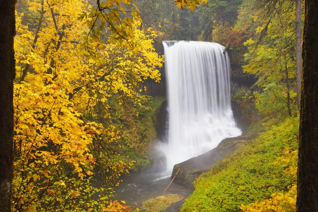Detail of Fall colors add beauty to North Middle Falls, Silver Falls State Park, Oregon, Pacific Northwest by Corbis