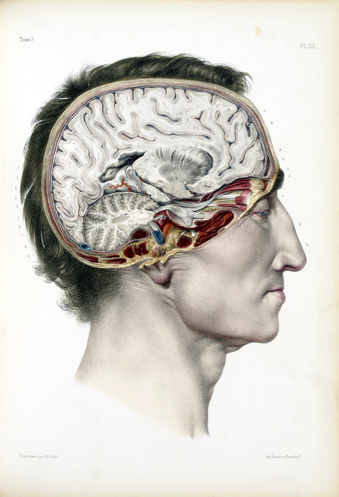 Detail of Dissected head in profile showing the brain by Corbis