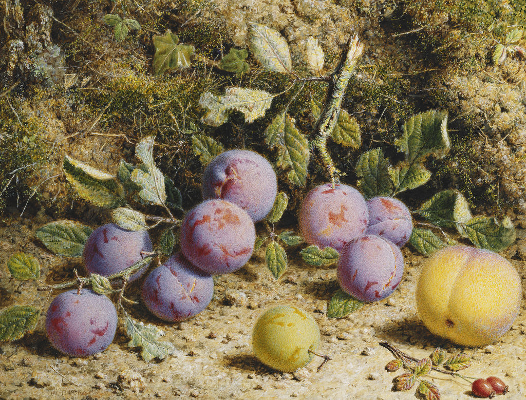 Detail of Still Life with Plums, a Peach and Rosehips by William Hough