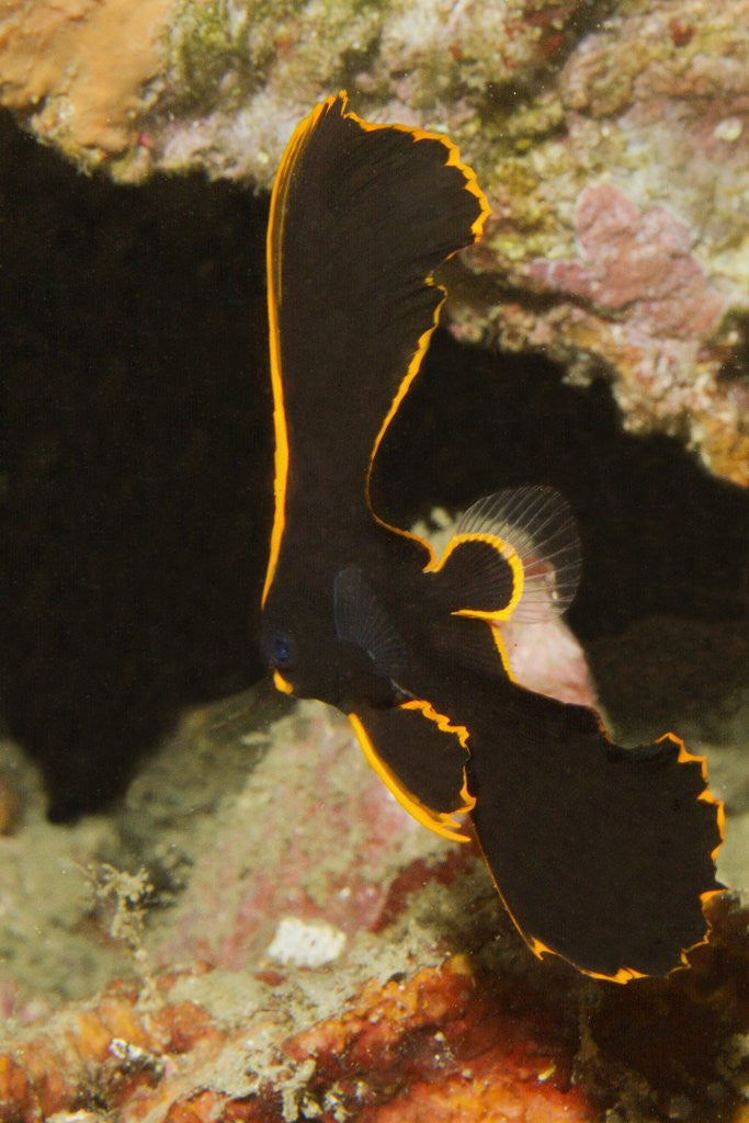 Detail of Juvenile Pinnate Spadefish by Corbis