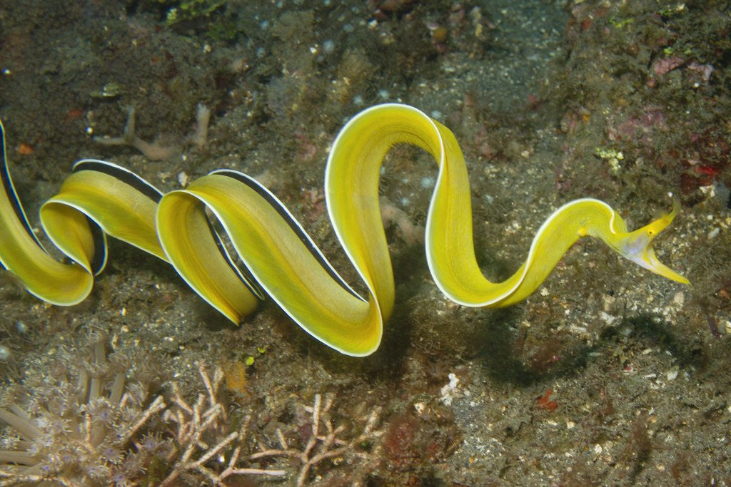 Detail of Female Ribbon Eel free swimming by Corbis