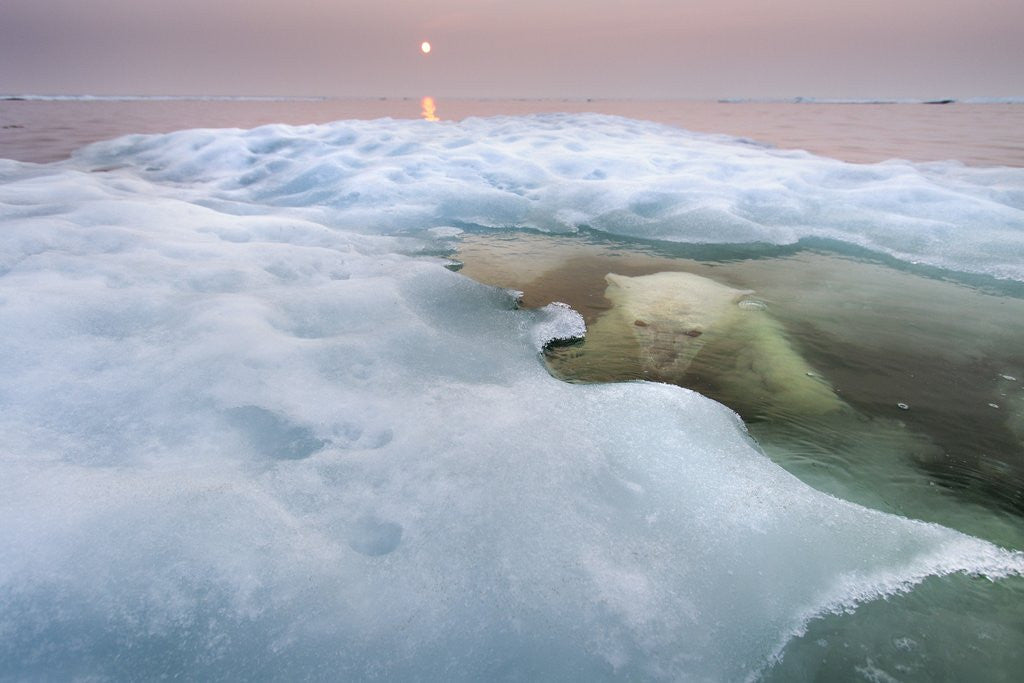 Detail of Polar Bear, Hudson Bay, Canada by Corbis