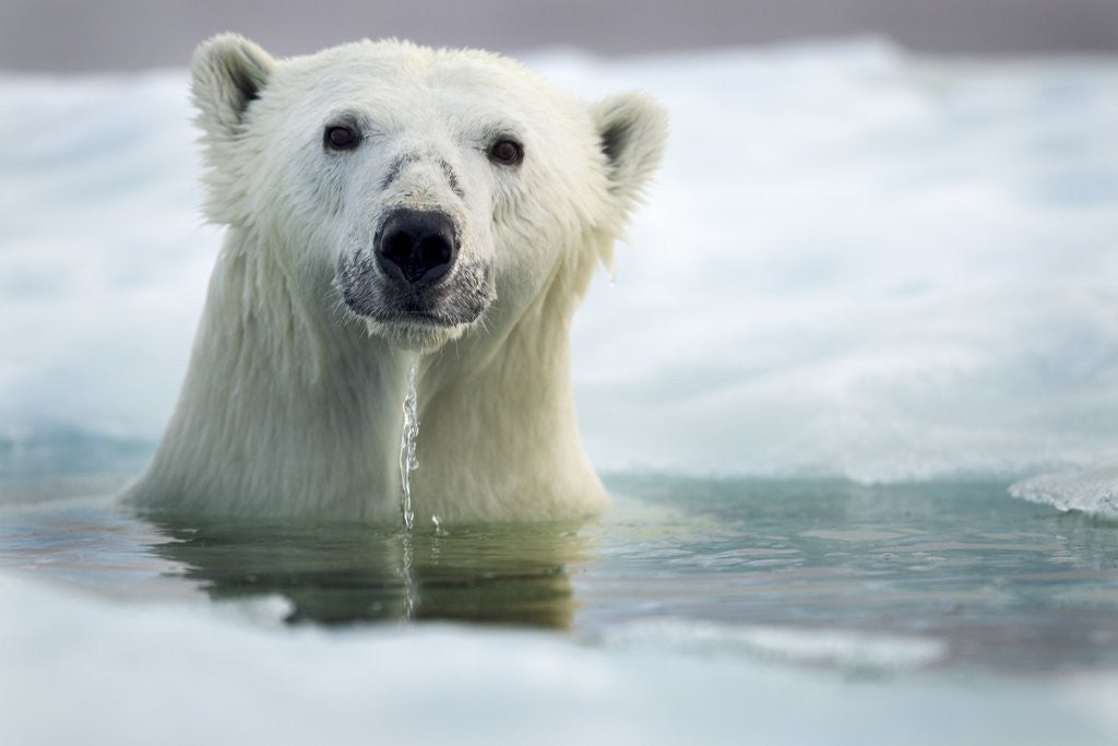 Detail of Polar Bear, Hudson Bay, Canada by Corbis