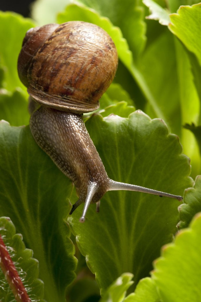 Detail of Snail, Seattle, Washington by Corbis