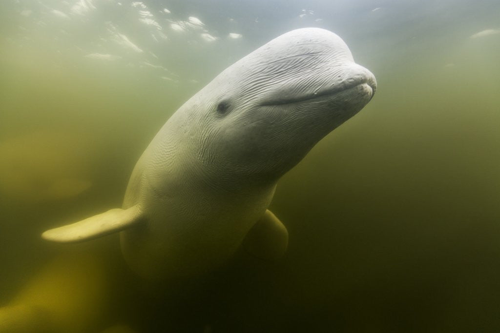 Detail of Beluga Whale, Hudson Bay, Canada by Corbis