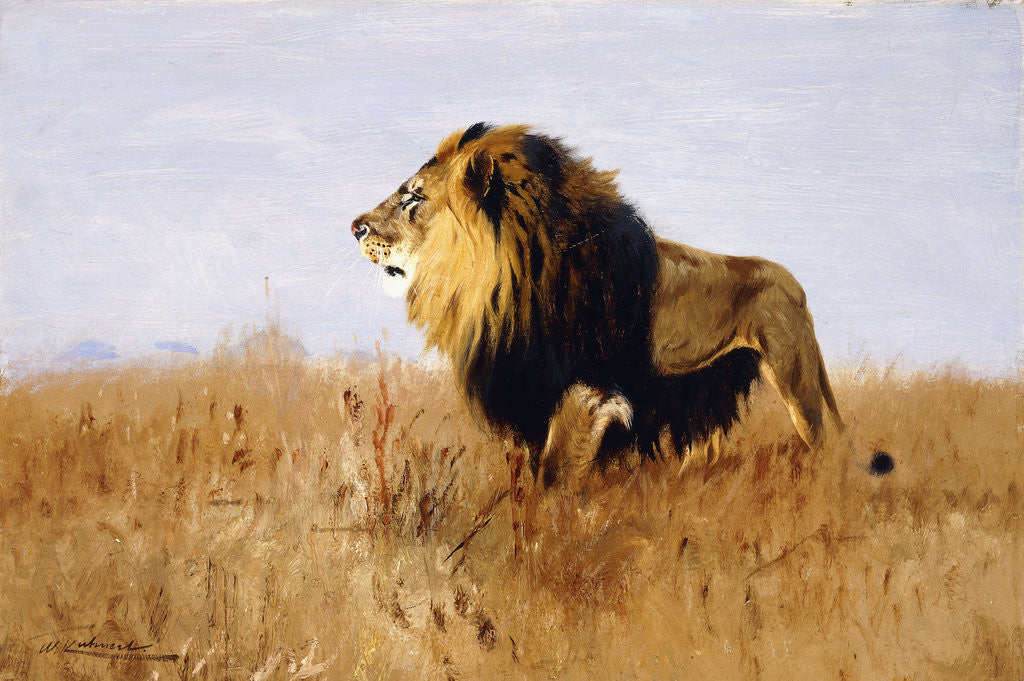 Detail of Lion Watching for Prey by Wilhelm Kuhnert