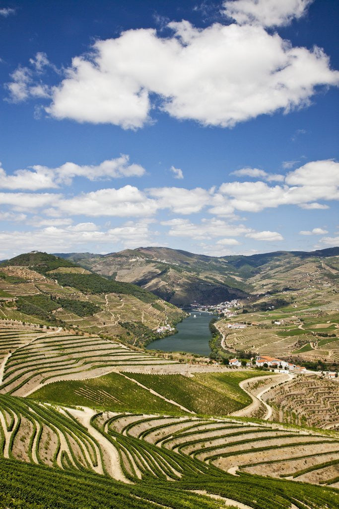 Detail of The vineyards of the Douro Valley above Pinhao are set on terraced hillsides above the Douro River by Corbis