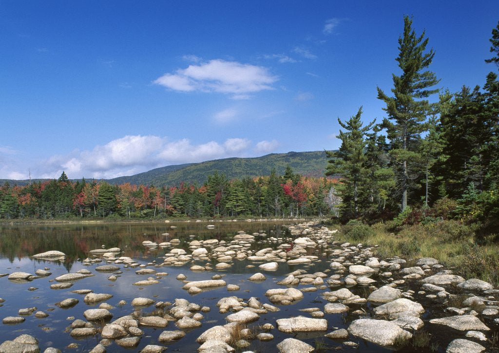 Detail of View of Lily Pond in autumn, Kangamagus Highway, White Mountains, New Hampshire, USA by Corbis