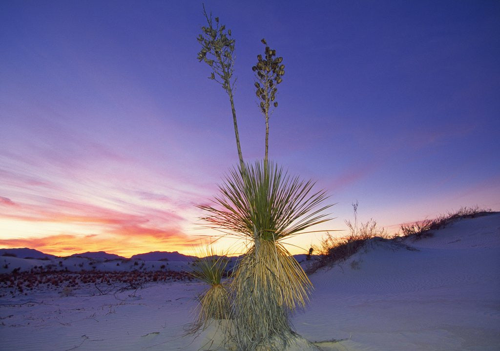 Detail of Dune landscape at dusk, White Sands National Monument, New Mexico, USA by Corbis