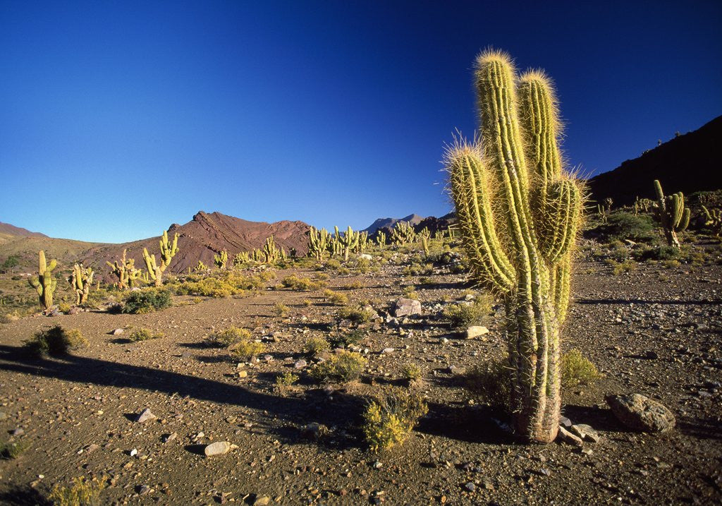 Detail of Landscape, Bolivian Desert, Bolivia by Corbis