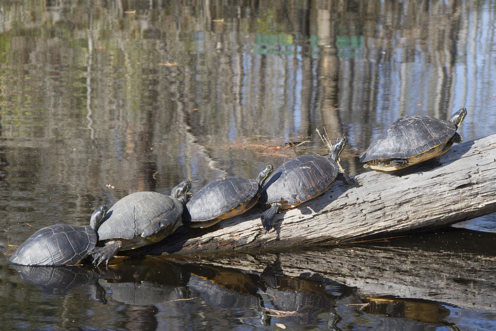 Detail of Yellow-Bellied Slider Turtles basking by Corbis