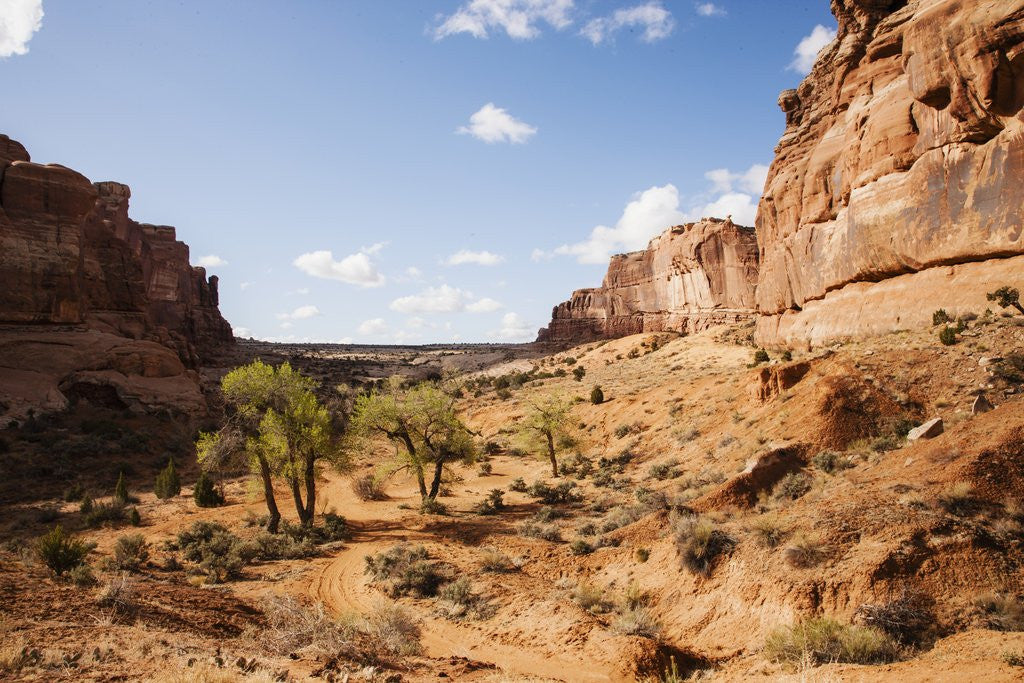 Detail of Desert landscape, Utah, USA by Corbis