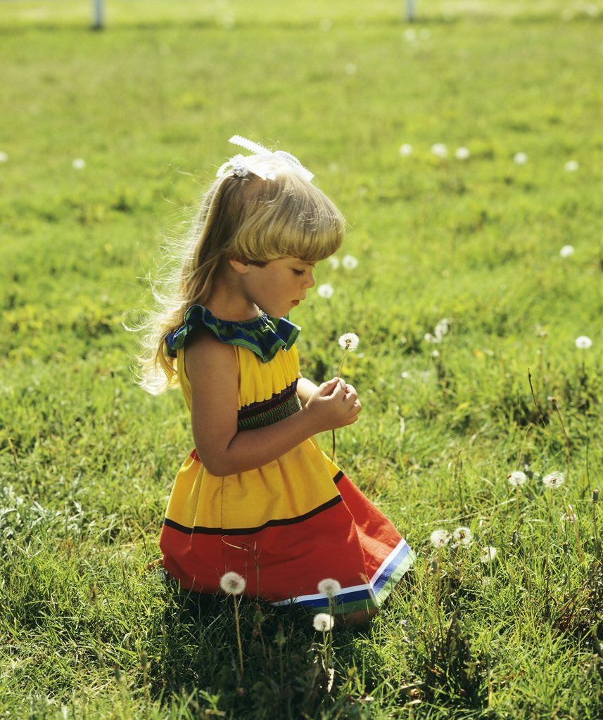 Detail of 1980s Little Blond Girl Wearing Red And Yellow Sun Dress Kneeling On Grass Looking At Dandy Lion Flower Seed Head by Corbis