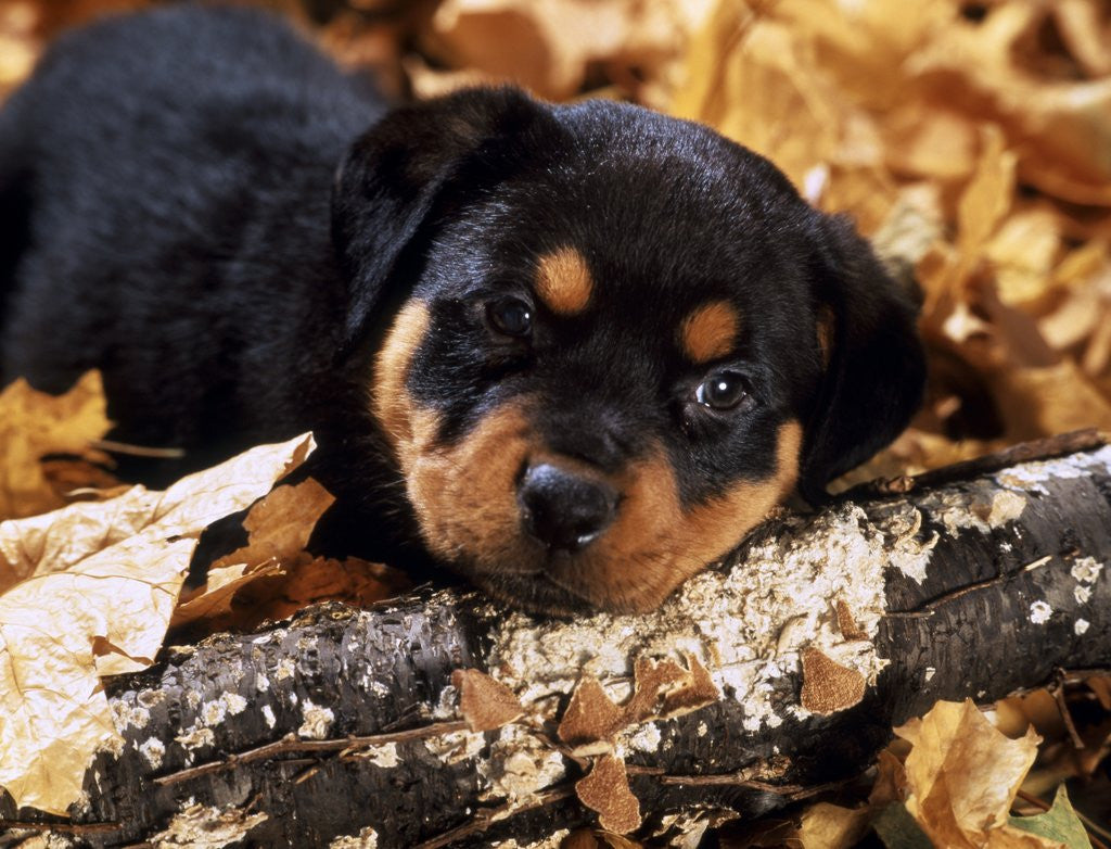 Detail of sorrowful Rottweiler Puppy Lying In Autumn Leaves Looking At Camera by Corbis