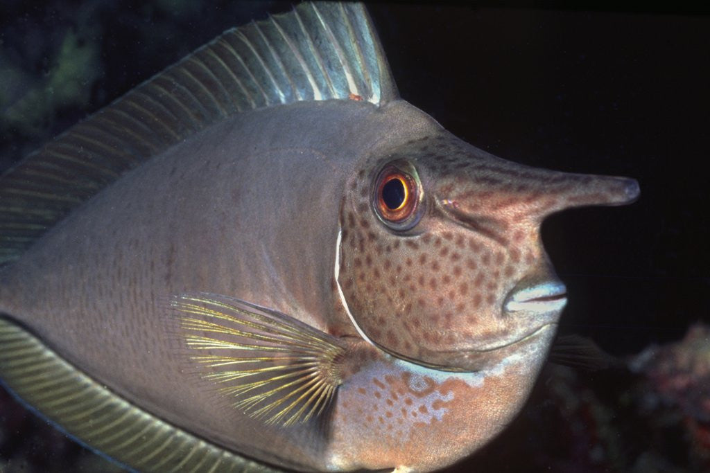 Detail of Big nose Unicorn fish by Corbis