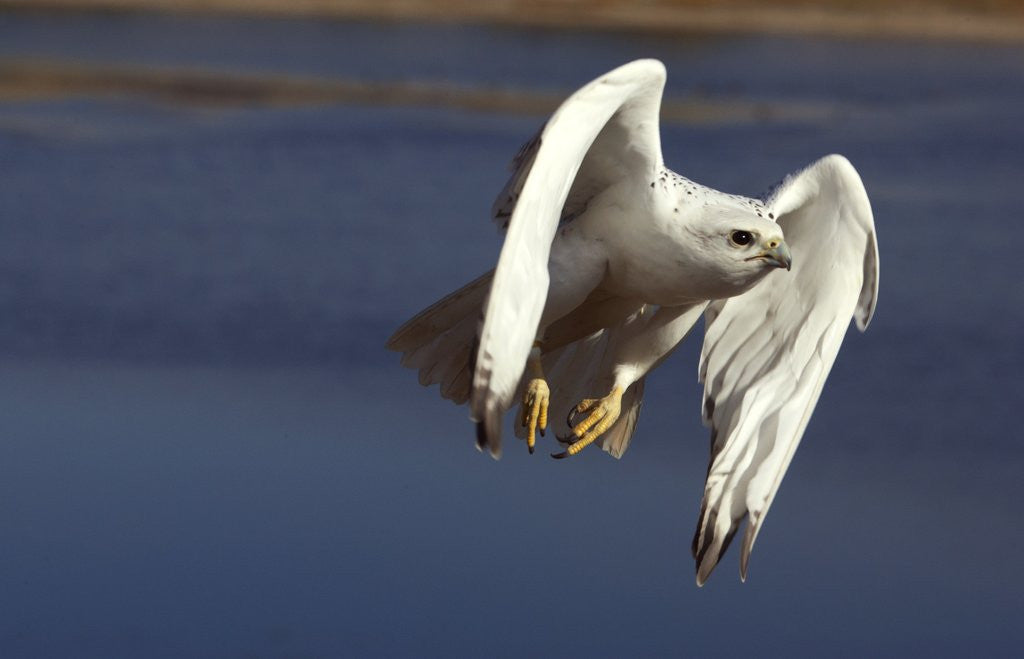 Detail of Gyrfalcon in flight by Corbis