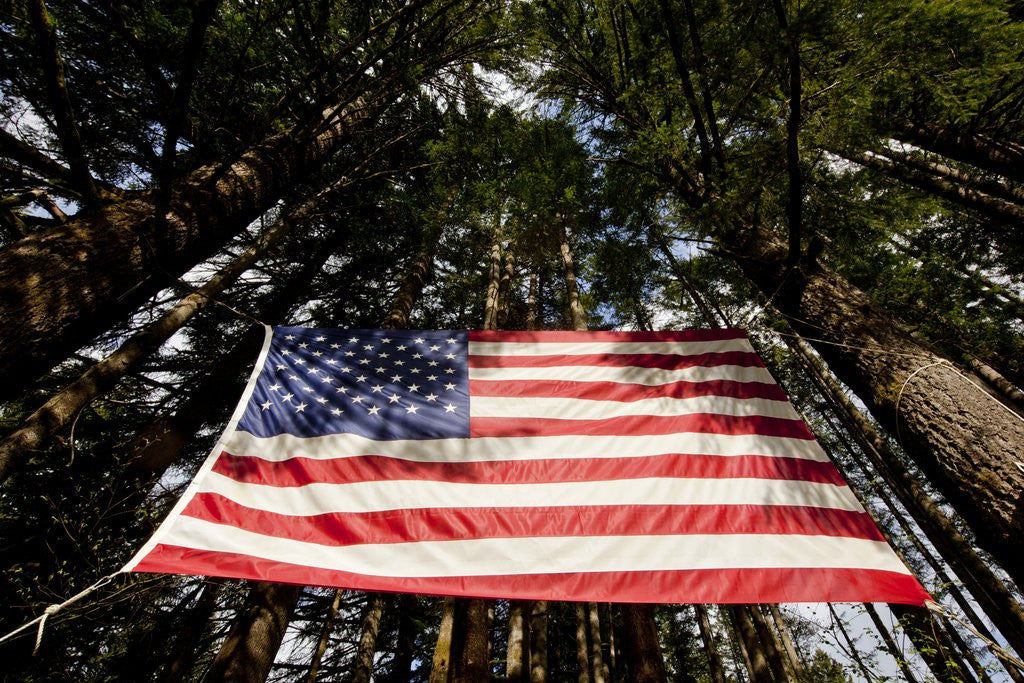 Detail of American Flag in Forest, Washington by Corbis