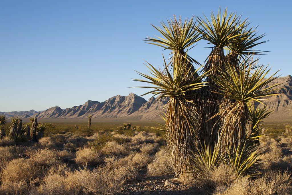 Detail of Palm Trees in Desert, Delamar, Nevada by Corbis