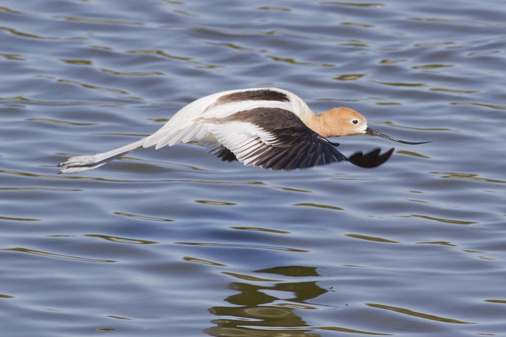 Detail of American Avocet flying by Corbis