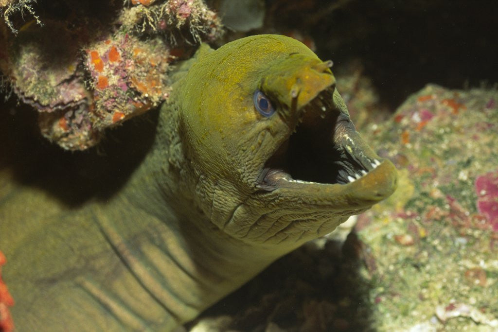 Detail of Panamic Green Moray Eel showing it's teeth by Corbis