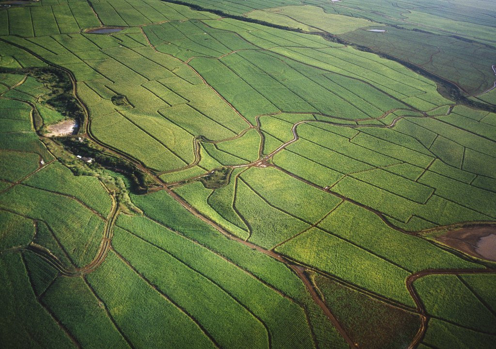 Detail of Landscape near Pukalani by Corbis