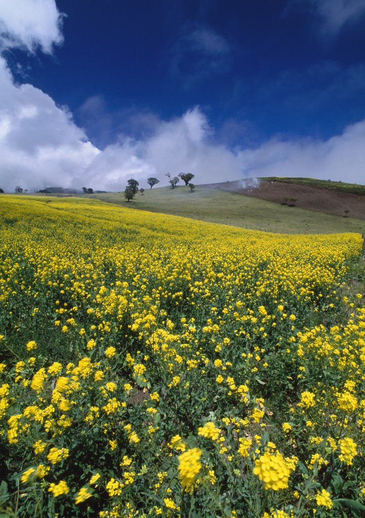 Detail of Landscape near San Juan by Corbis