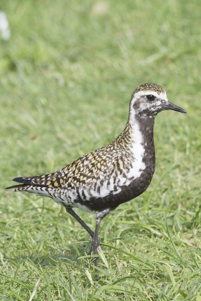 Detail of Pacific Golden Plover in breeding plumage by Corbis