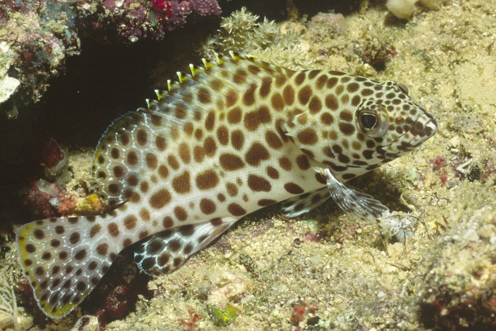 Detail of Honeycomb Grouper by Corbis