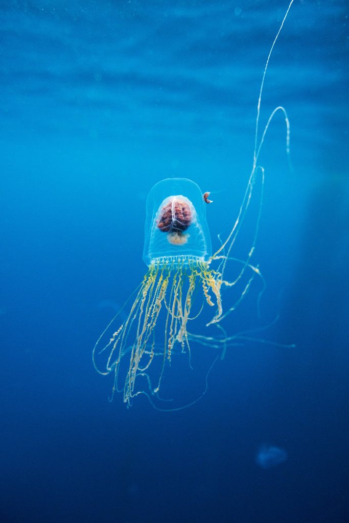 Detail of Underwater jellyfish in Diego Ramirez Islands, Chile by Corbis