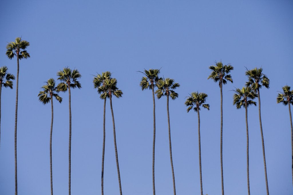 Detail of Row of palm trees by Corbis