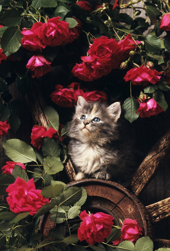 Detail of 1980s blue calico longhaired kitten amid red roses by Corbis