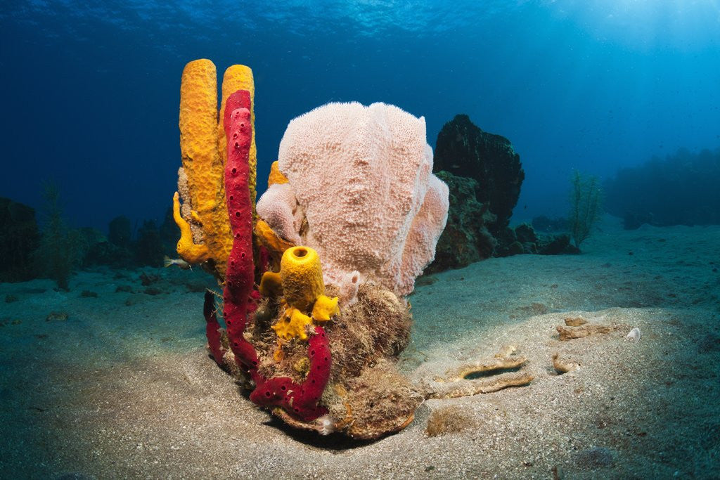 Detail of Variety of Sponges by Corbis