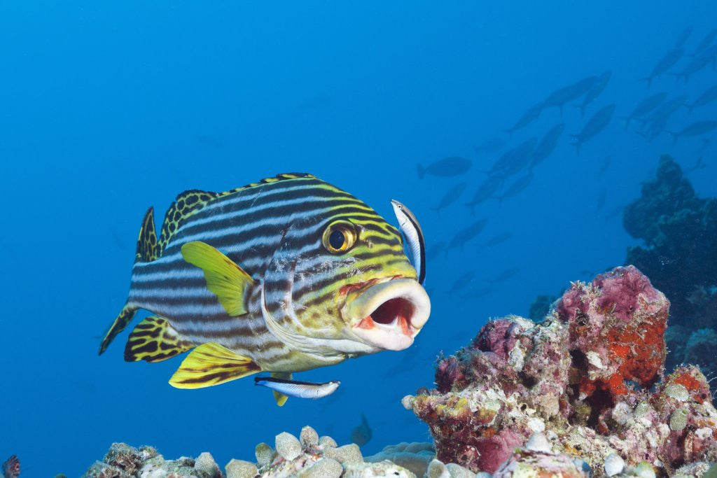 Detail of Oriental Sweetlips cleaned by Cleaner Wrasse, Maldives by Corbis