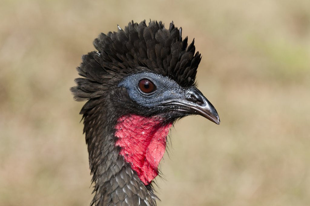 Detail of Crested Guan (Penelope purpurascens) by Corbis