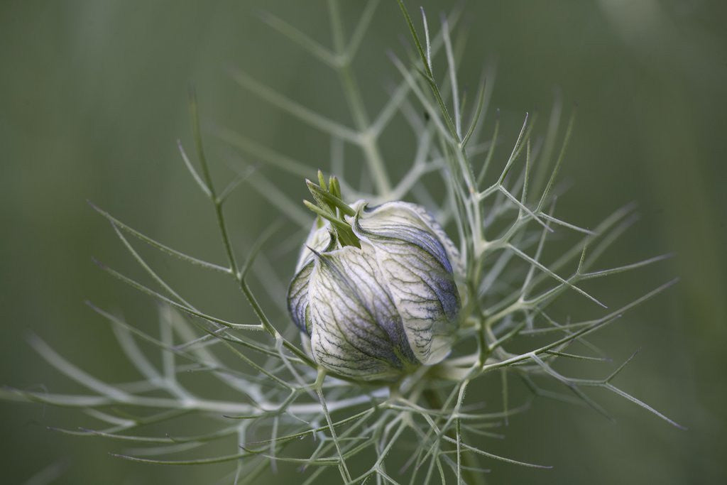 Detail of Nigella seed head by Corbis