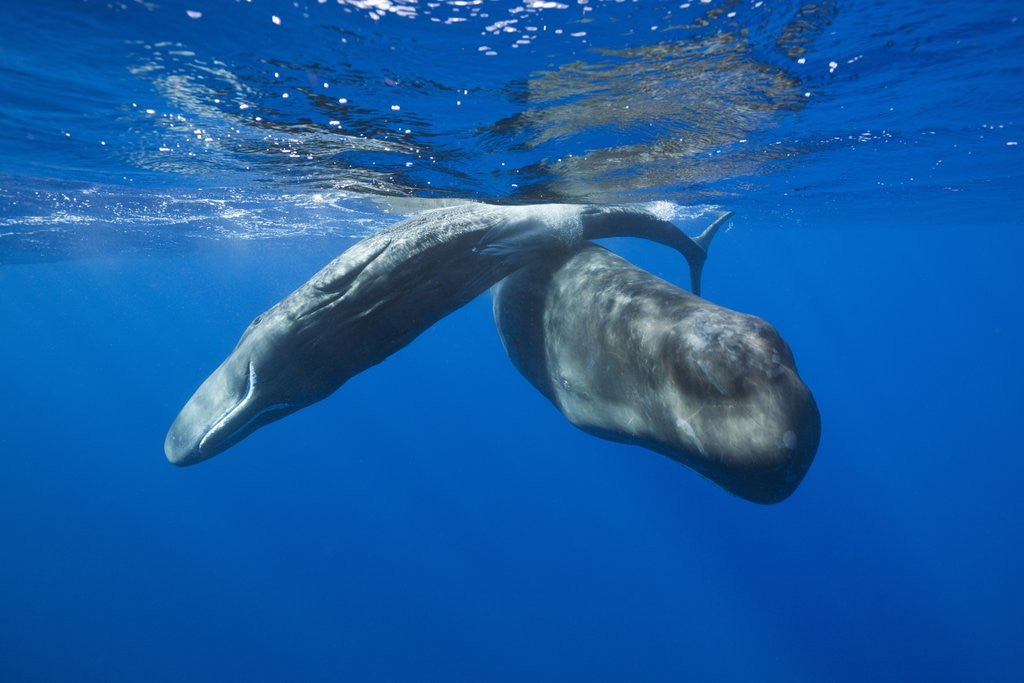 Detail of Sperm Whales (Physeter macrocephalus) by Corbis