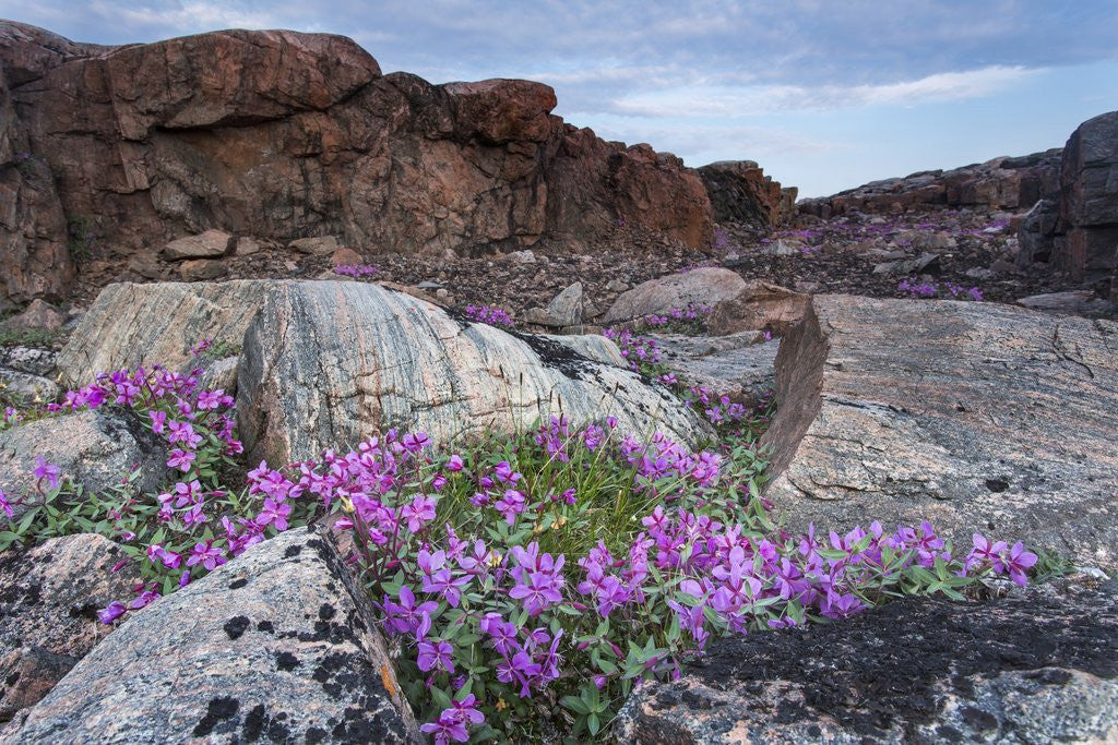 Detail of Wager Bay, Ukkusiksalik National Park, Nunavut, Canada by Corbis