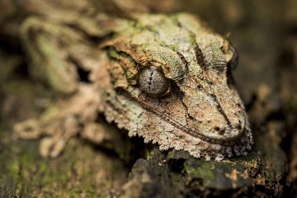 Detail of Leaf-tailed Gecko, Madagascar by Corbis