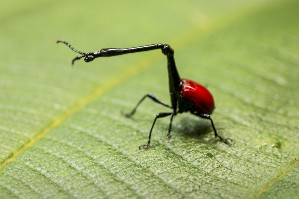 Detail of Giraffe Weevil, Madagascar by Corbis